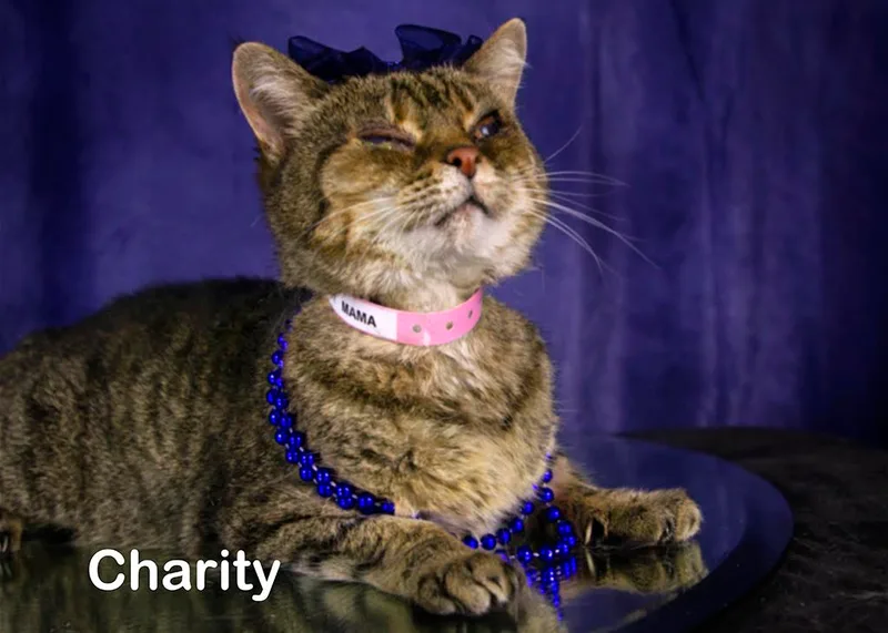 Charity Mama thumbnail 3