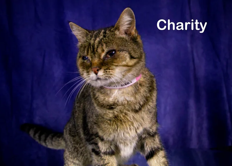 Charity Mama thumbnail 4