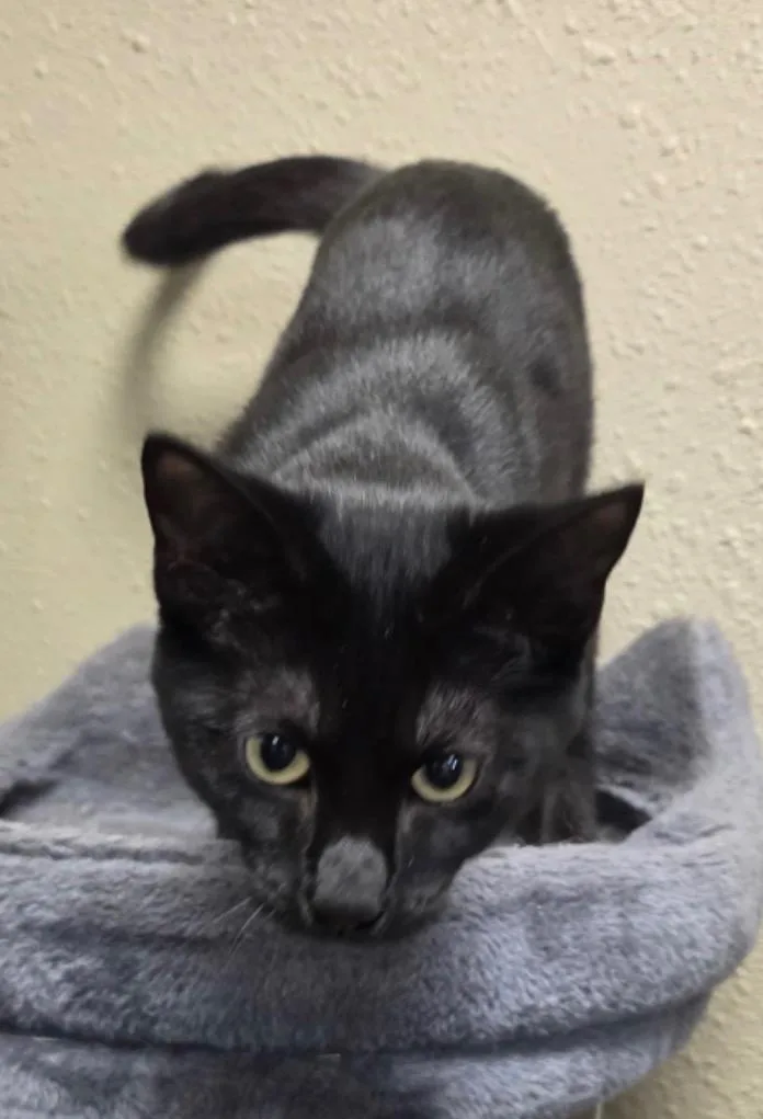 A baby medium-sized female Domestic Short Hair cat named Stella for adoption in Midland, TX