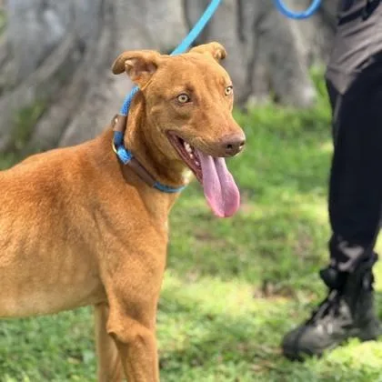 A young large-sized male Hound dog named S. Walker for adoption in Honolulu, HI