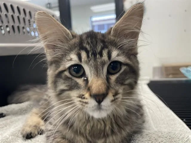 A baby small-sized male Domestic Short Hair cat named Stitch for adoption in Fairfield, CA