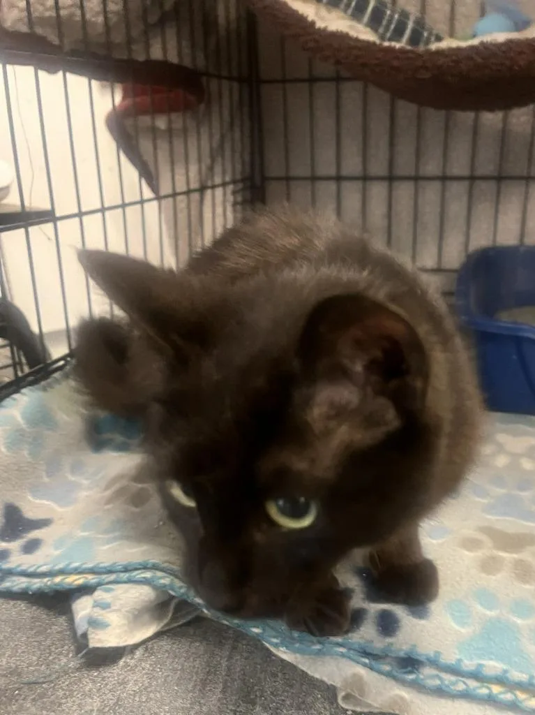 A baby medium-sized female Domestic Short Hair cat named Piper for adoption in St. Cloud, MN
