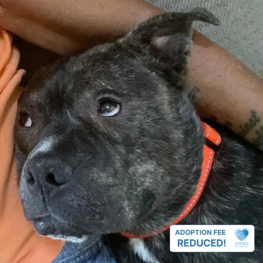 An adult medium-sized male Brindle Pit Bull Terrier dog named Falafel for adoption in Naperville, IL