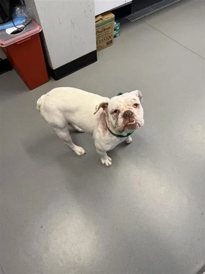 An adult medium-sized female Mixed Breed dog named China for adoption in West Chester, PA