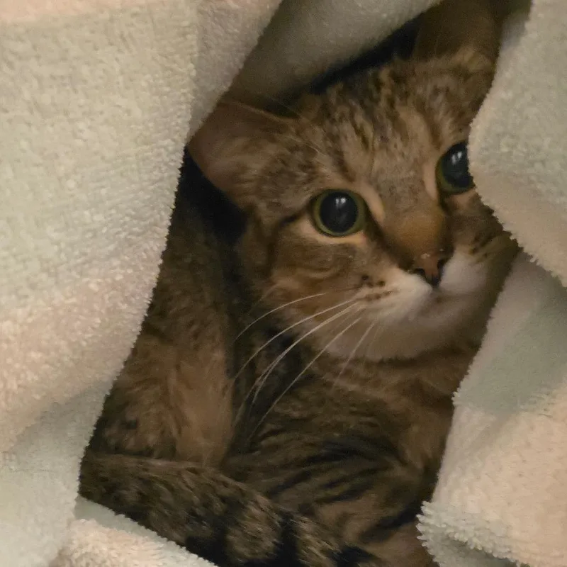 A young medium-sized female Brown / Chocolate Domestic Short Hair cat named Pebbles for adoption in Council Bluffs, IA