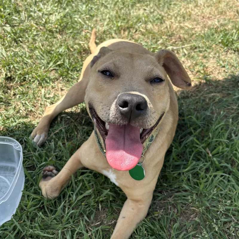 An adult medium-sized female Yellow / Tan / Blond / Fawn Terrier dog named Owala for adoption in Columbia, SC