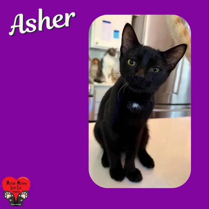 A baby medium-sized male Black Domestic Short Hair cat named Asher for adoption in Houston, TX