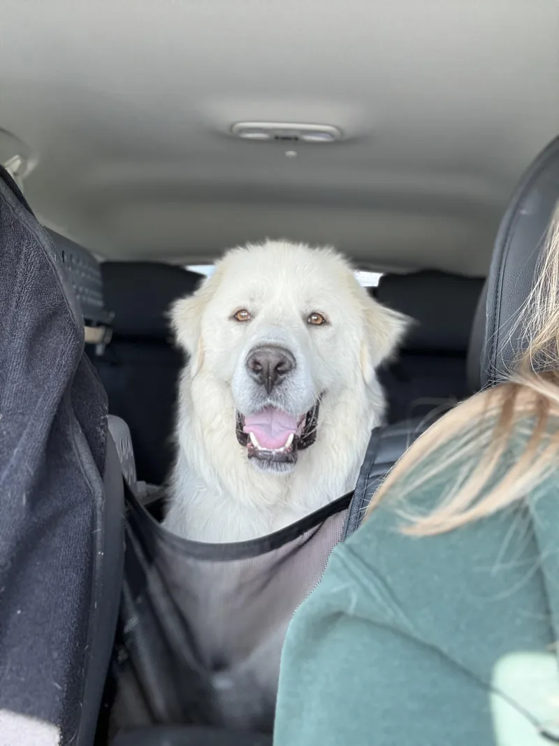 An adult large-sized male Great Pyrenees dog named Ghost for adoption in Fertile, MN