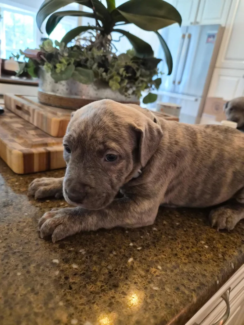 A baby large-sized male Pit Bull Terrier dog named Merle Haggard Country for adoption in Holly Springs, NC