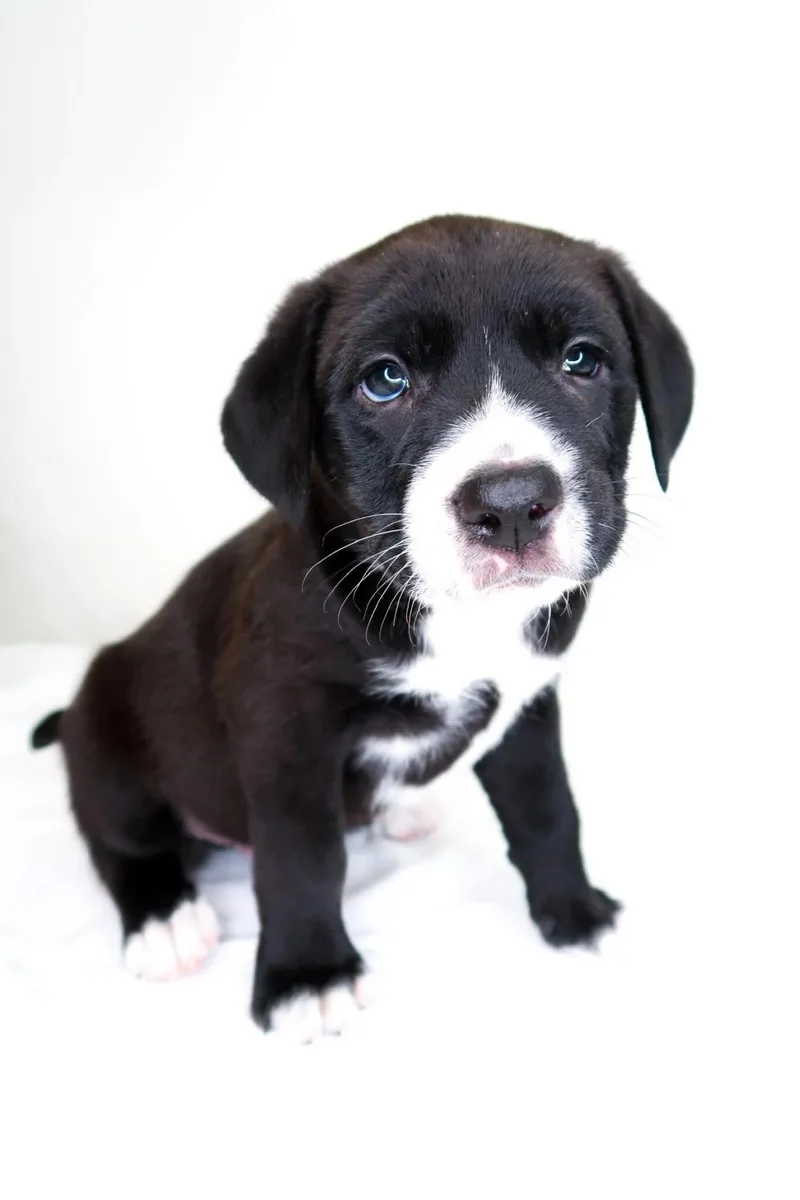 A baby medium-sized male Black Pit Bull Terrier dog named Banana for adoption in Bixby, OK
