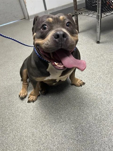 An adult large-sized female English Bulldog dog named Teresa for adoption in Lincolnton, NC