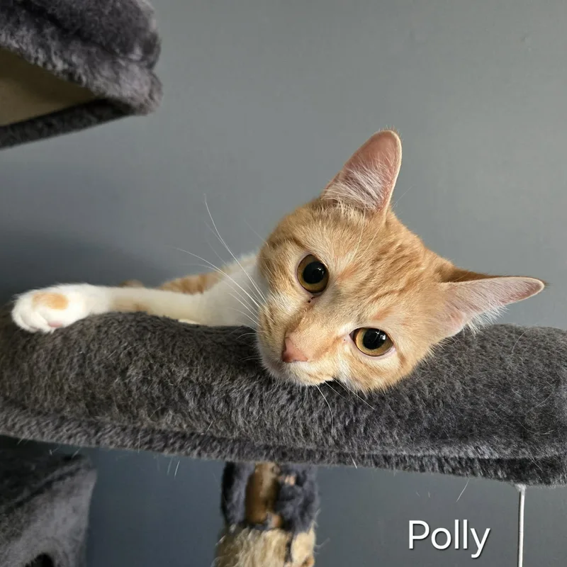 Polly thumbnail 2