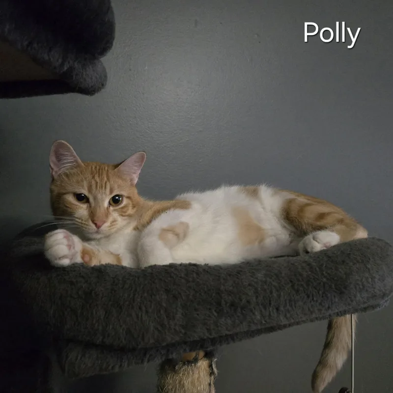 Polly thumbnail 5