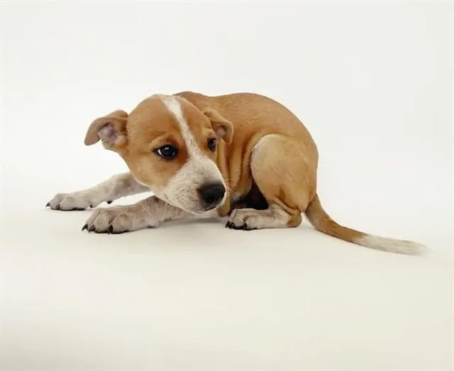 A baby small-sized female Terrier dog named Kc for adoption in Saint Louis, MO