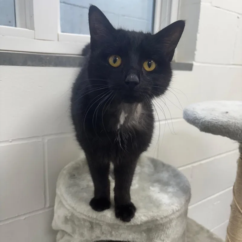A young medium-sized female Black Domestic Short Hair cat named Bernice for adoption in Marshalltown, IA
