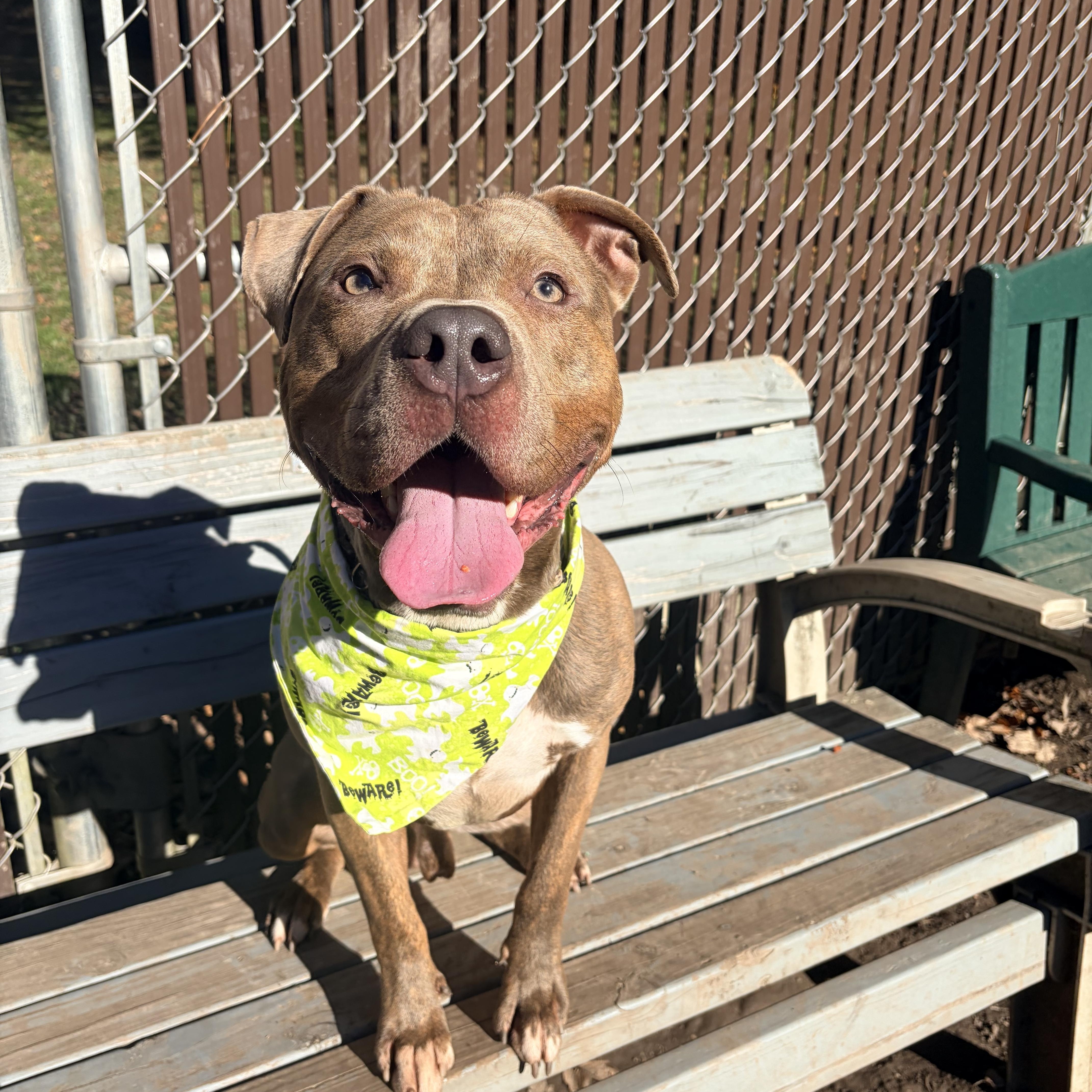 An adult medium-sized male Brindle Pit Bull Terrier dog named Big Mac for adoption in White Oak, PA