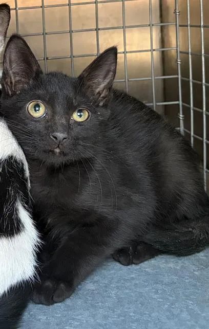 A baby small-sized female Domestic Short Hair cat named A for adoption in West Valley City, UT