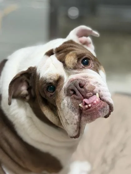 An adult large-sized female Apricot / Beige Bulldog dog named Potato for adoption in Sacramento, CA