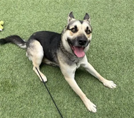 A young large-sized male German Shepherd Dog dog named Chester for adoption in San Jose, CA