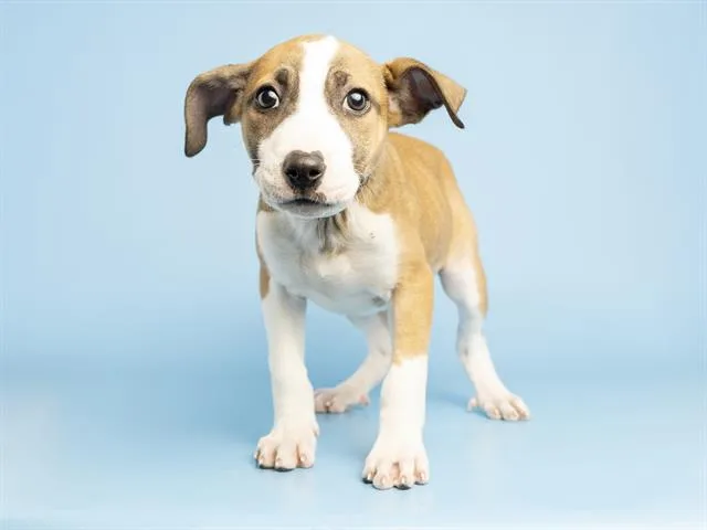 A baby small-sized female Bull Terrier dog named Strawberry for adoption in Phoenix, AZ