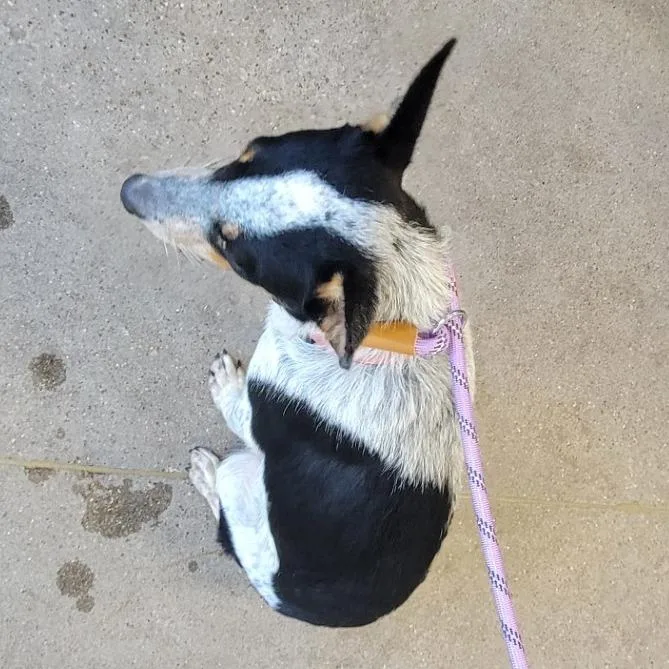 An adult medium-sized female Gray / Blue / Silver Mixed Breed dog named Lotus for adoption in Las Cruces, NM