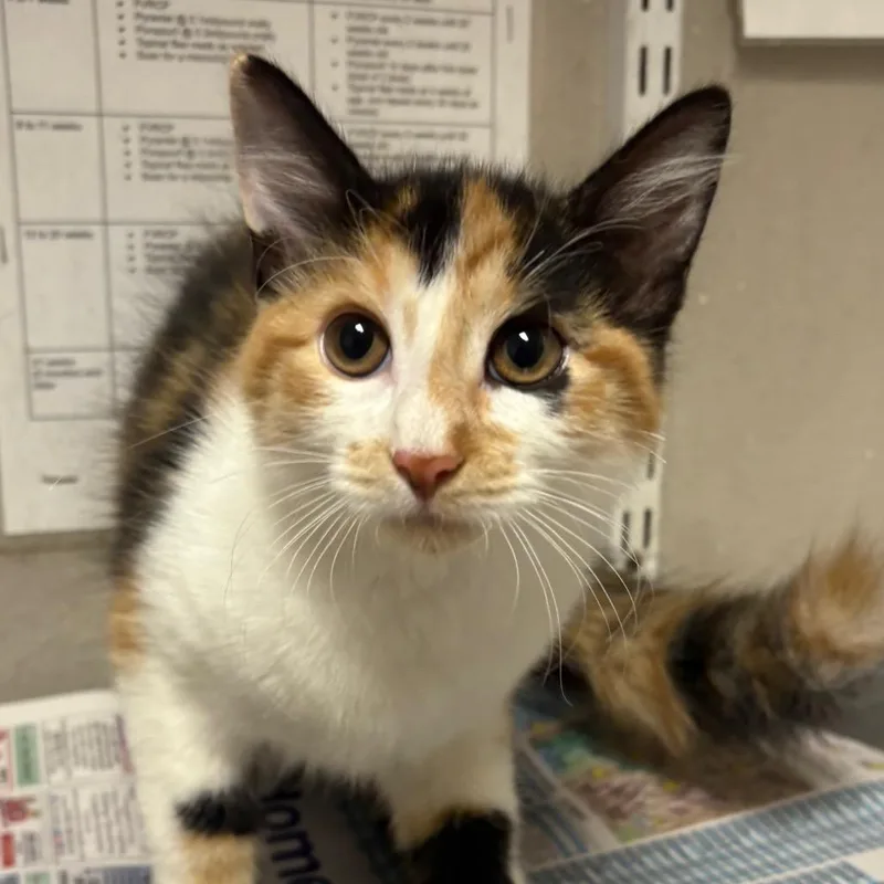 A baby small-sized female Calico Domestic Short Hair cat named Molly for adoption in Yuma, AZ