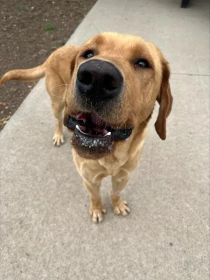 An adult large-sized male Labrador Retriever dog named Baker for adoption in Rapid City, SD