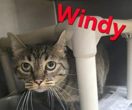 An adult medium-sized female Domestic Short Hair cat named Windy for adoption in Sullivan, IN