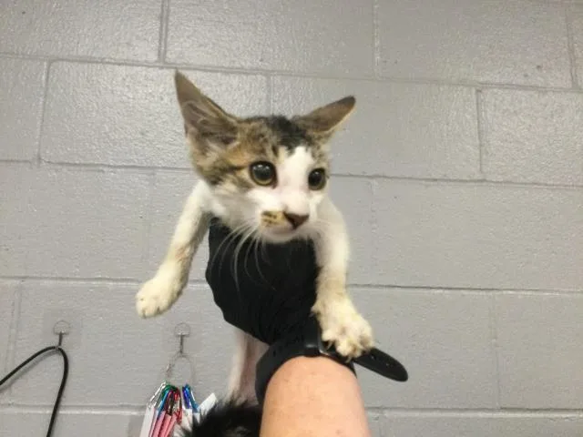 A baby small-sized female Domestic Short Hair cat named Jolie for adoption in Thousand Palms, CA