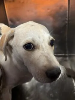 A baby medium-sized female Apricot / Beige Retriever dog named 61298982 for adoption in El Paso, TX