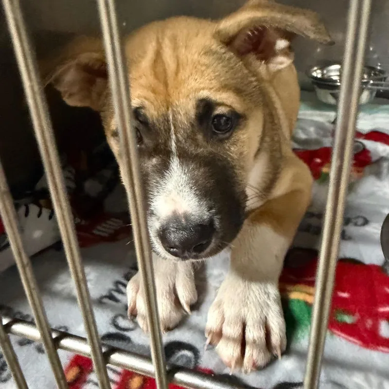 A baby small-sized male Yellow / Tan / Blond / Fawn Mixed Breed dog named Archie for adoption in Madisonville, KY