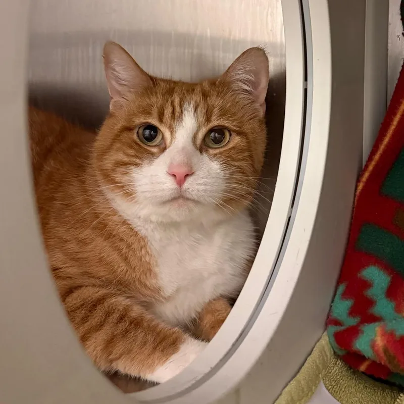 An adult medium-sized female Orange / Red Domestic Short Hair cat named Pumpkin for adoption in Council Bluffs, IA