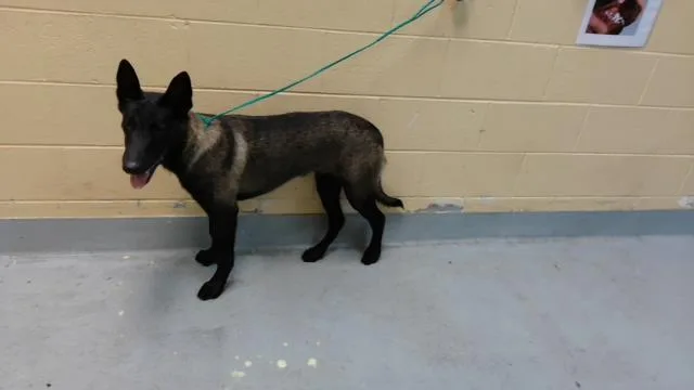 A young medium-sized male Belgian Shepherd / Malinois dog named Laxus for adoption in Tulsa, OK