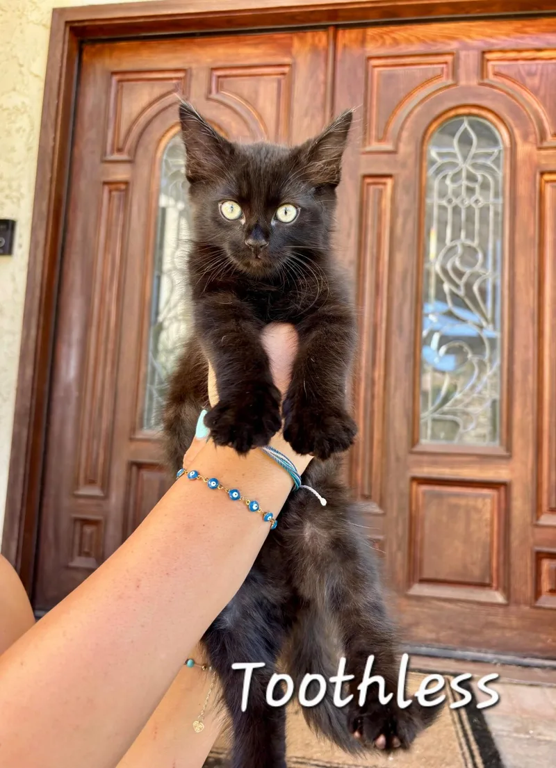 A baby medium-sized male Domestic Medium Hair cat named Toothless aka Romeo for adoption in Hawthorne, CA