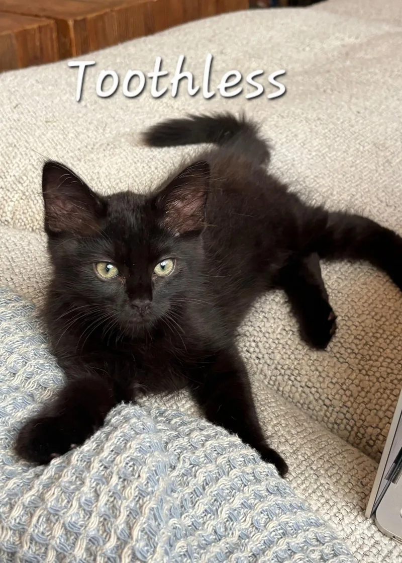 Toothless aka Romeo thumbnail 2