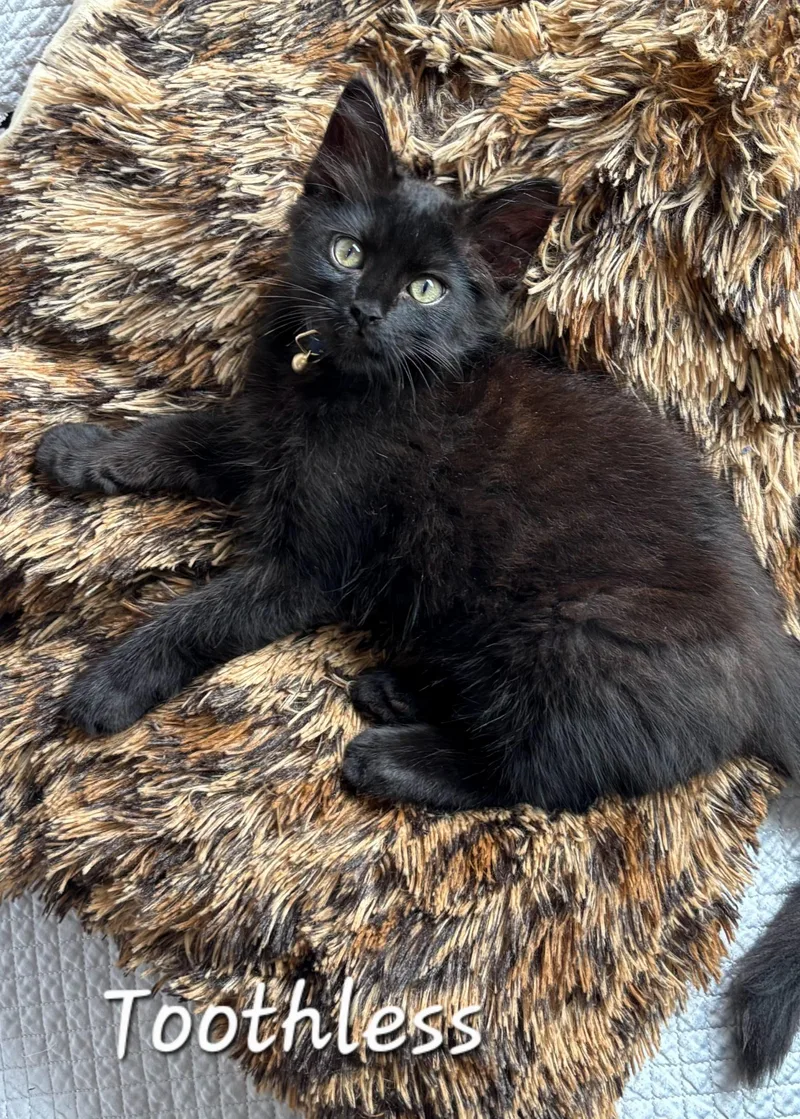 Toothless aka Romeo thumbnail 3