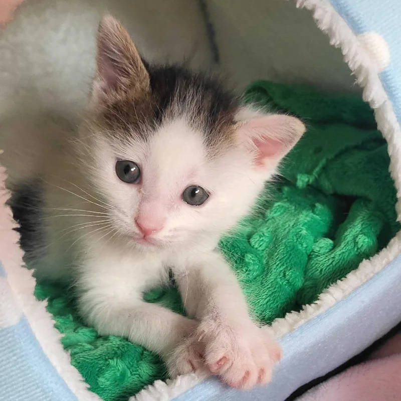 A baby small-sized female White Domestic Short Hair cat named Miami for adoption in Chattanooga, TN