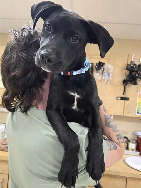 A baby small-sized female Labrador Retriever dog named Santana for adoption in Aliquippa, PA