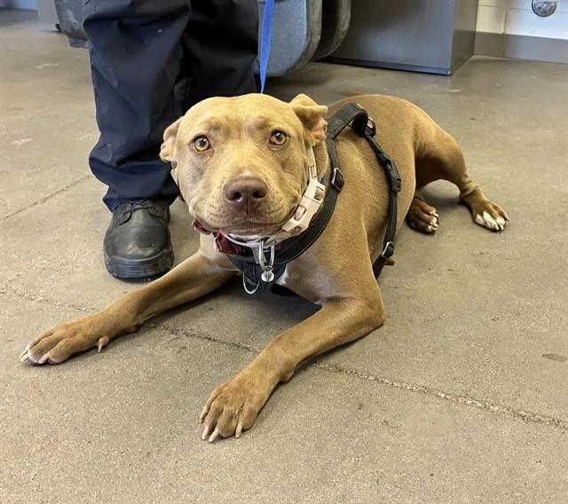 An adult large-sized female Pit Bull Terrier dog named Pooh for adoption in Phoenix, AZ