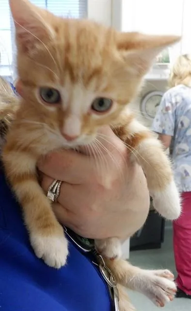 A baby small-sized male Domestic Medium Hair cat named Homer for adoption in Oroville, CA