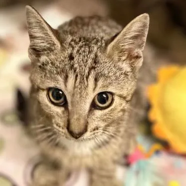 A baby small-sized male Brown / Chocolate Domestic Short Hair cat named Crush for adoption in Concord, NC