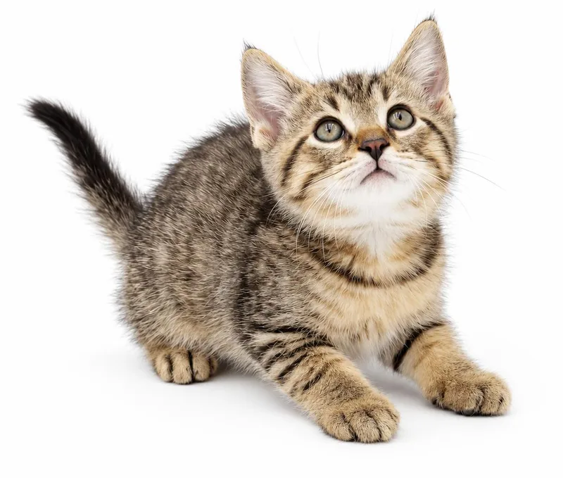 A baby small-sized male Tabby (Brown / Chocolate) Bengal cat named Orange is the for adoption in Bedford Hills, NY
