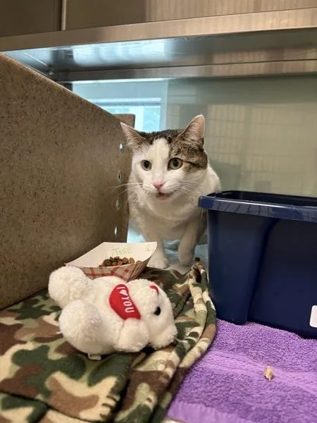 An adult large-sized female Domestic Short Hair cat named Josie for adoption in Stratham, NH