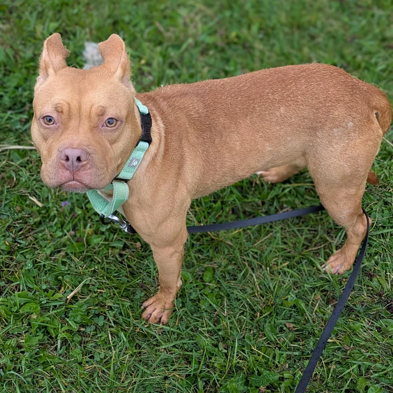 An adult medium-sized female Mixed Breed dog named Bingo for adoption in Syracuse, NY
