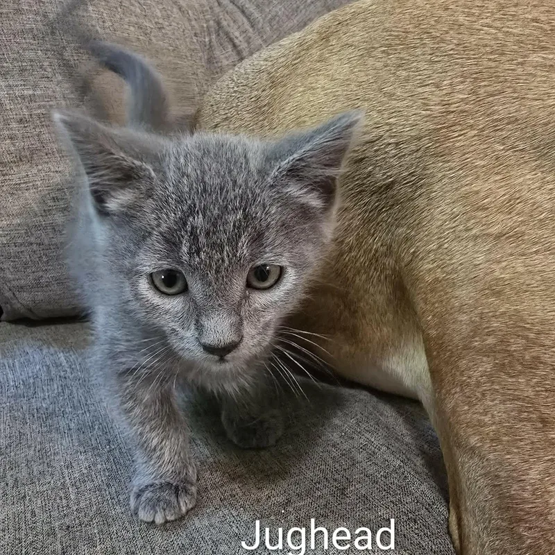 Jughead