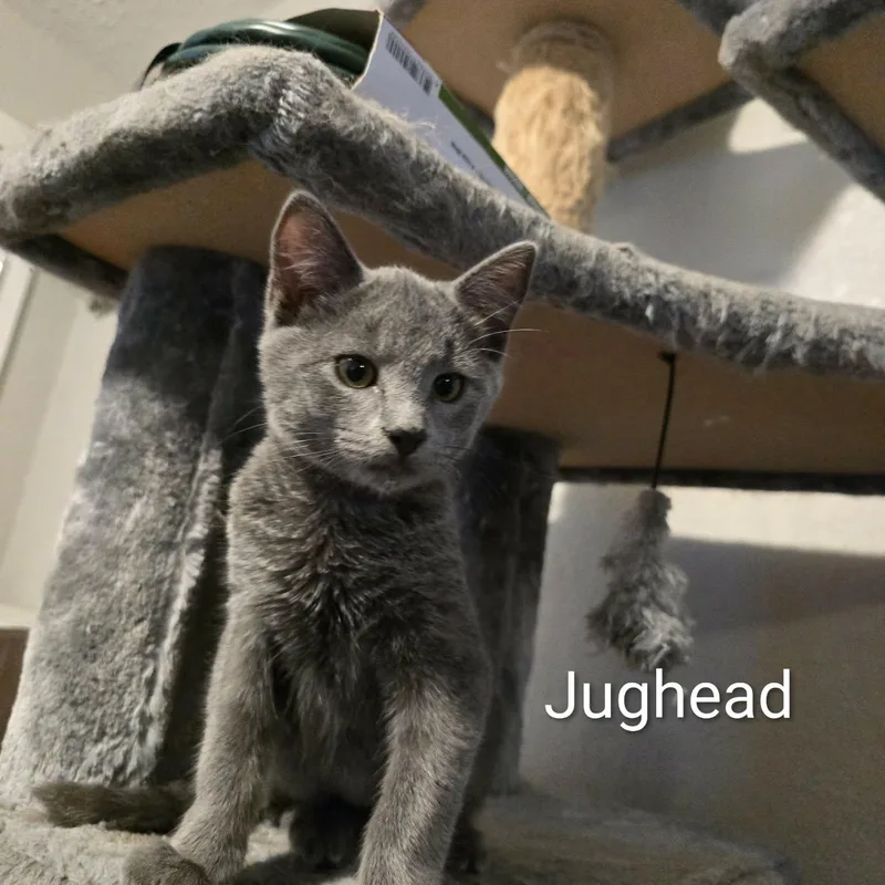 Jughead thumbnail 2