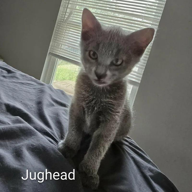 Jughead thumbnail 3