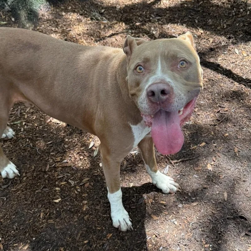 A young large-sized male Yellow / Tan / Blond / Fawn Pit Bull Terrier dog named Dj for adoption in St. Augustine, FL