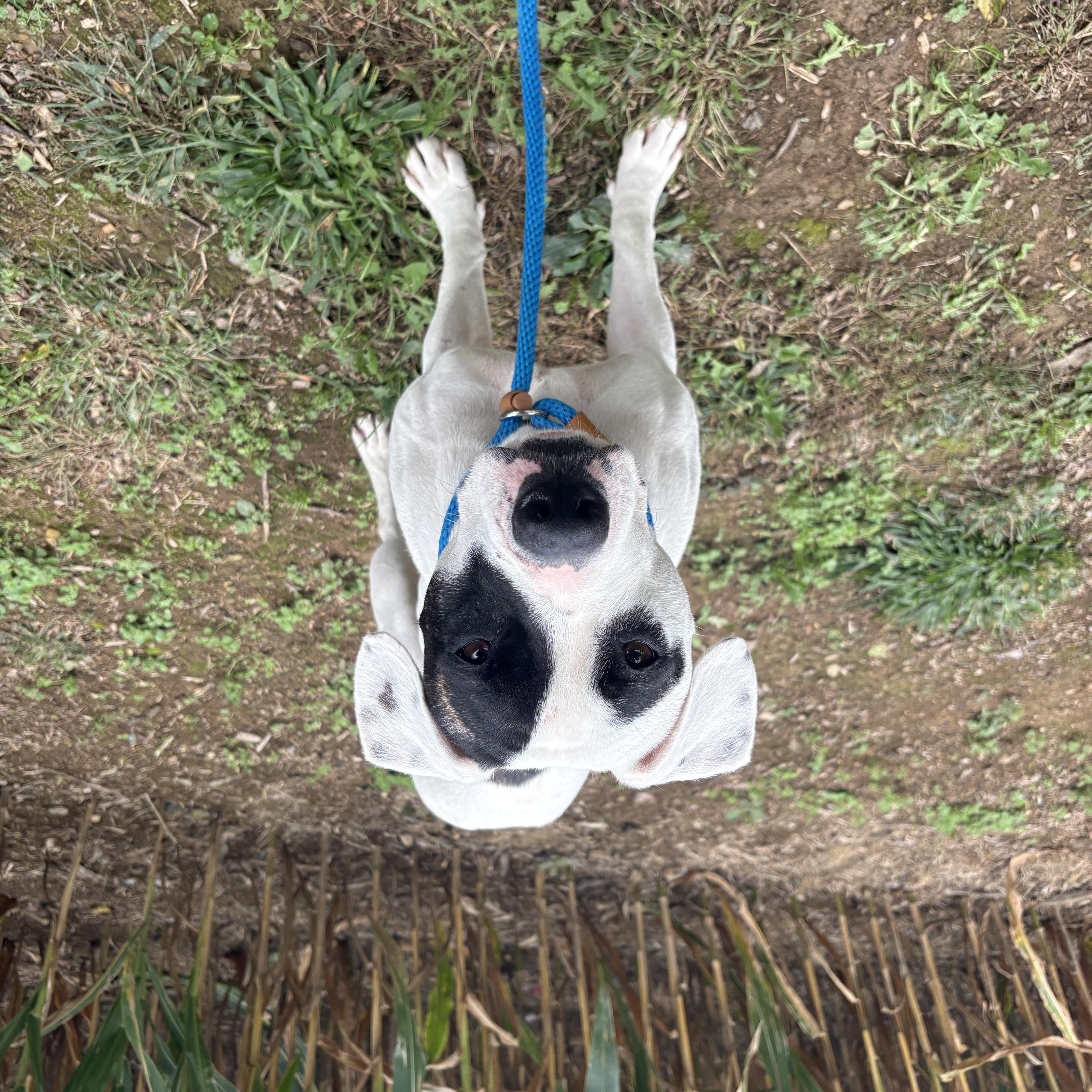 An adult medium-sized female Mixed Breed dog named Daphne for adoption in Myerstown, PA