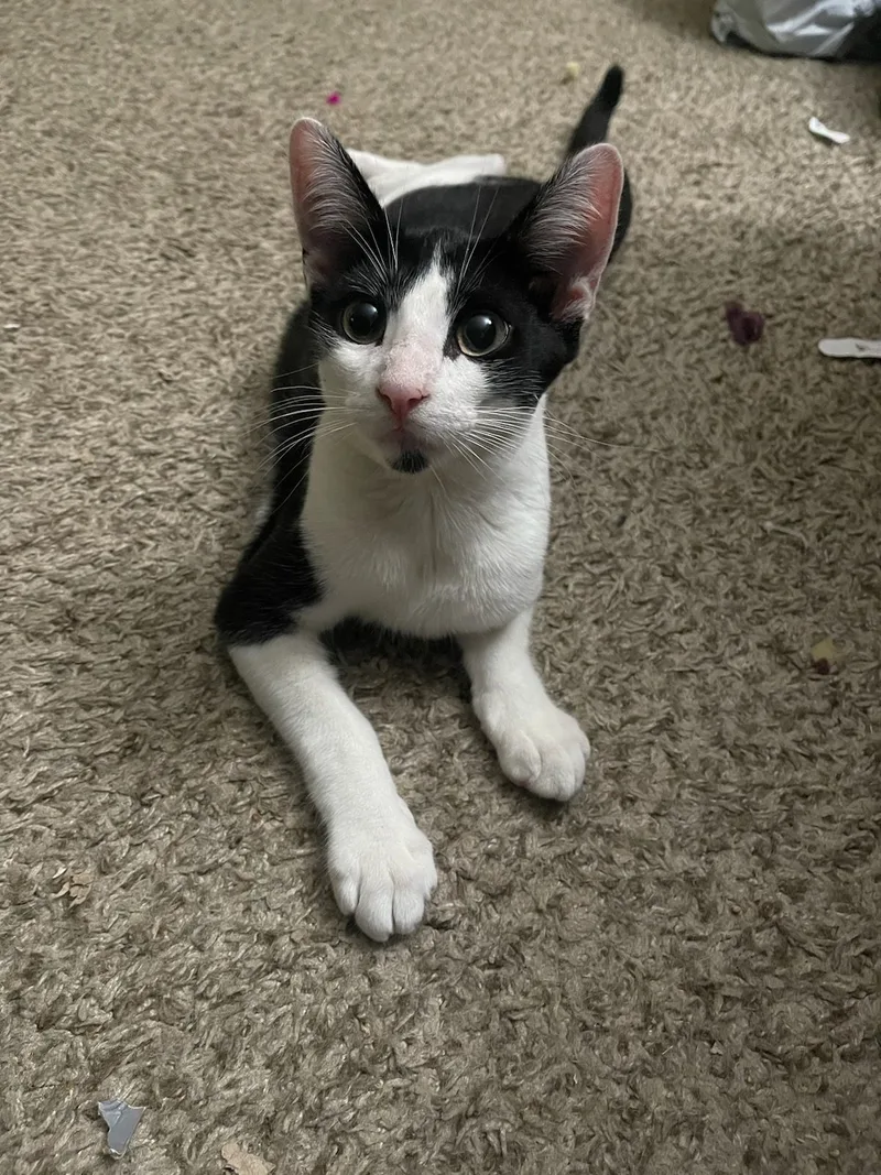 Charlie Daymr. Always Sunny thumbnail 2